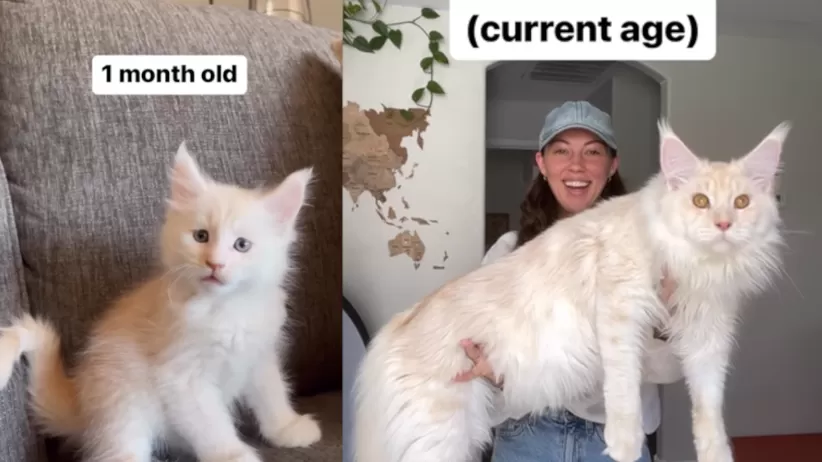 Viena amerikietė įsivaikino katę. Gyvūnas yra devynių mėnesių amžiaus ir didžiulis