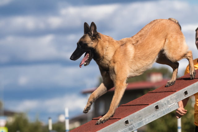 Nustatytos protingiausios šunų veislės