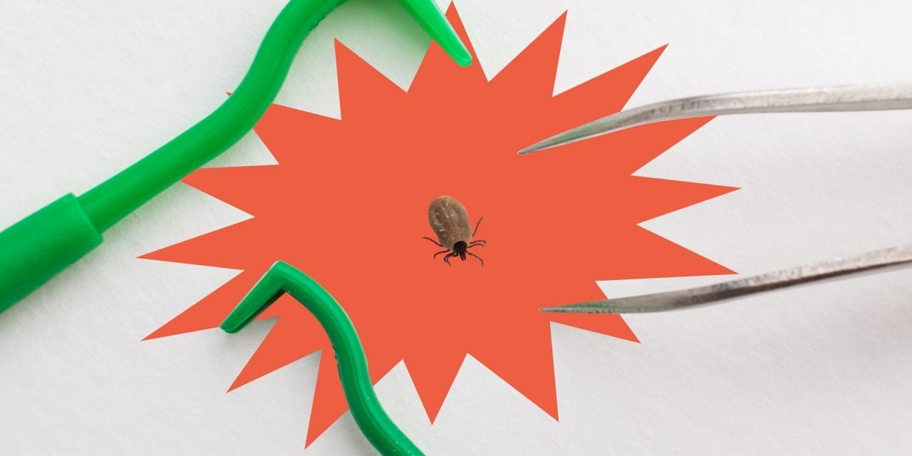 Kaip teisingai pašalinti erkę