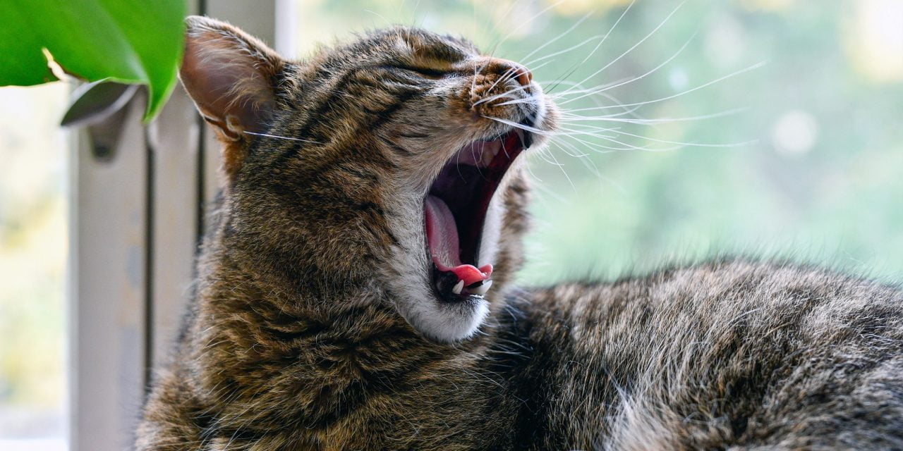 10 įdomių faktų apie žiovavimą