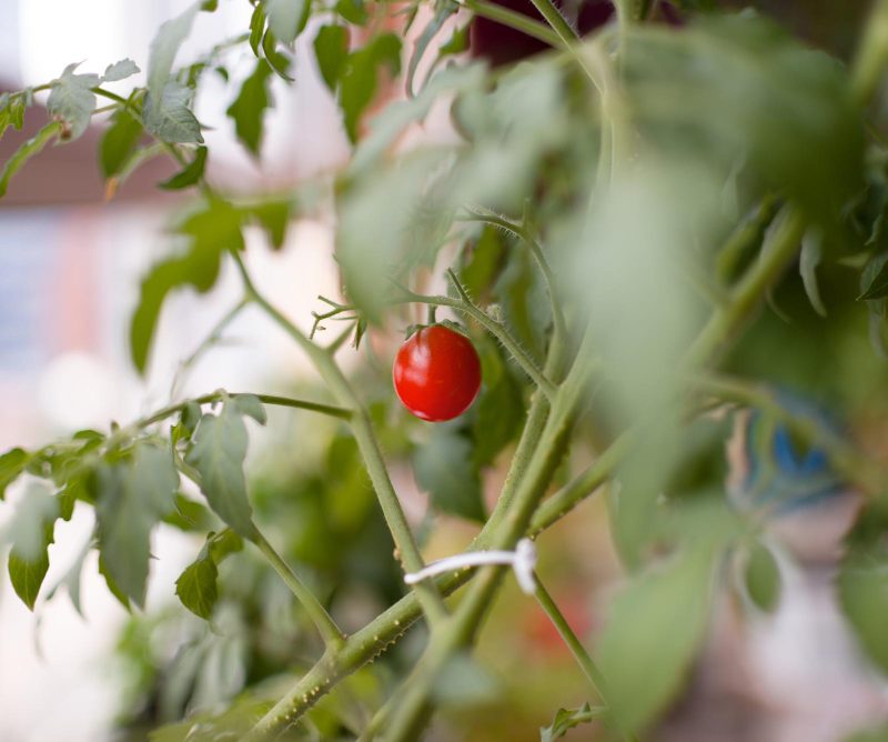 Ką sodinti šalia pomidorų: geriausi augalų kaimynai ir ko vengti