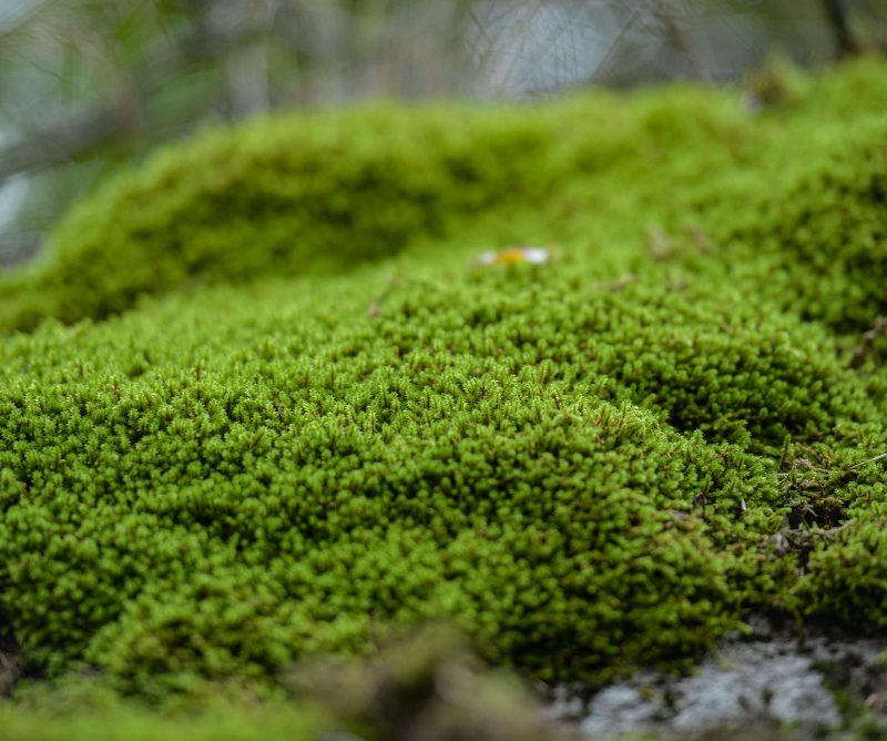 Kaip atsikratyti samanų vejoje: veiksmingi būdai ir profilaktika