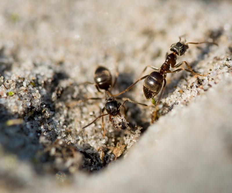 Kaip naikinti skruzdėles kieme ir šiltnamyje natūraliomis priemonėmis