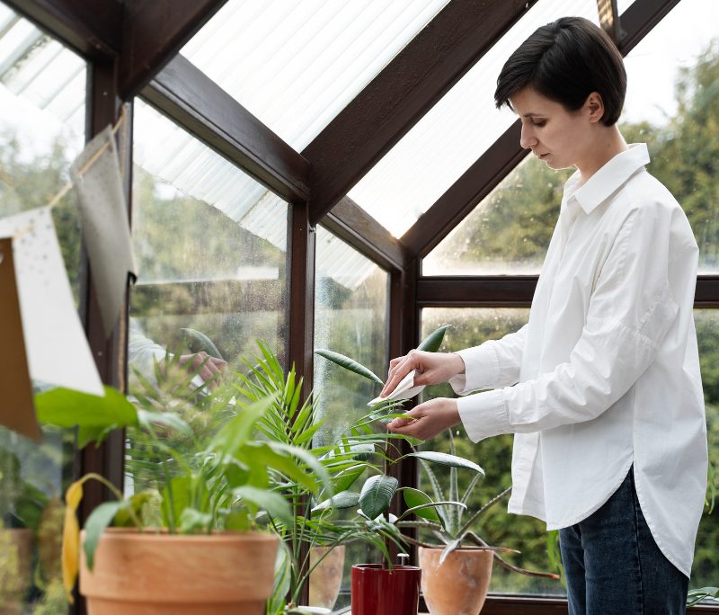 Kaip pasiruošti šiltnamį pavasariui: nuo dezinfekcijos iki dirvos atnaujinimo