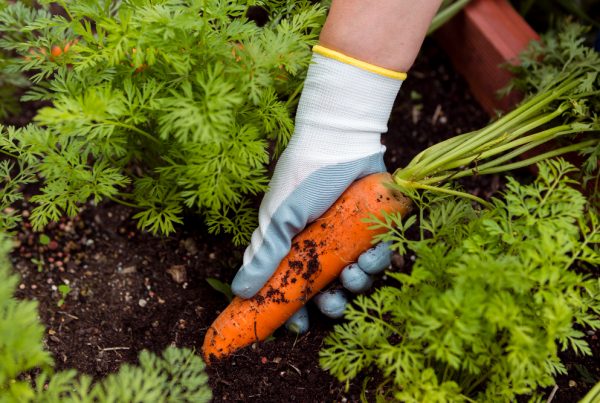 Kada sėti morkas: tinkamiausios datos pagal Lietuvos klimatą