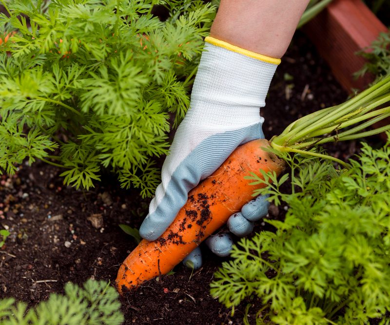 Kada sėti morkas: tinkamiausios datos pagal Lietuvos klimatą