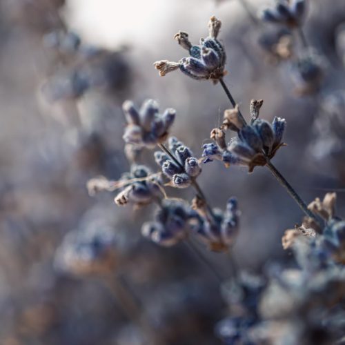 Kaip apsaugoti augalus nuo šalnų: patarimai pavasariui ir rudenėjančiam sezonui