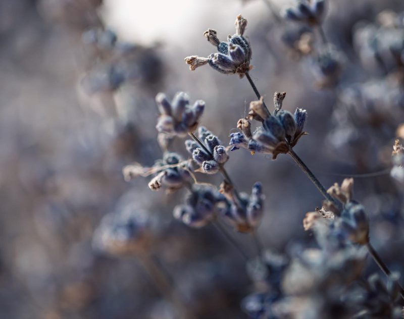Kaip apsaugoti augalus nuo šalnų: patarimai pavasariui ir rudenėjančiam sezonui