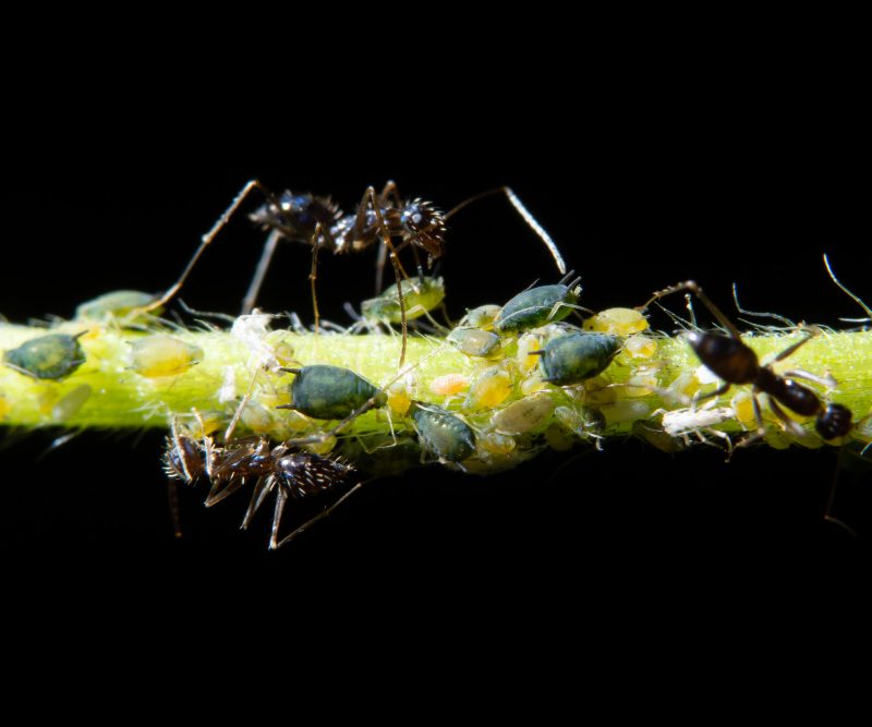 Kaip naikinti amarus be chemijos: česnako nuovirai ir kitos veiksmingos priemonės