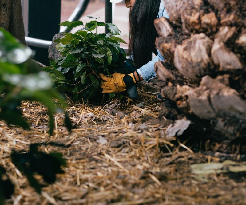 Kaip veikia mulčiavimas darže ir vejoje: nauda, rūšys, naudojimo patarimai
