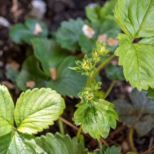 Kodėl gelsta braškių lapai ir kaip tai sustabdyti: dažniausios priežastys