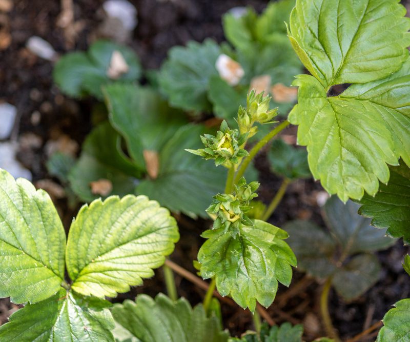 Kodėl gelsta braškių lapai ir kaip tai sustabdyti: dažniausios priežastys
