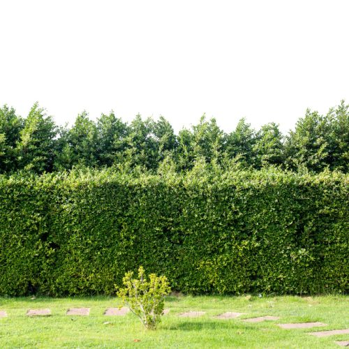 Greitai augančios gyvatvorės: 7 rūšys Lietuvos klimatui