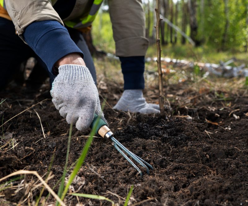 Vejos sėja rudenį: žingsnis po žingsnio su klaidų prevencija