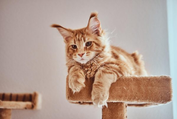 100 gražiausių katinų vardų – nuo klasikinių iki išskirtinių