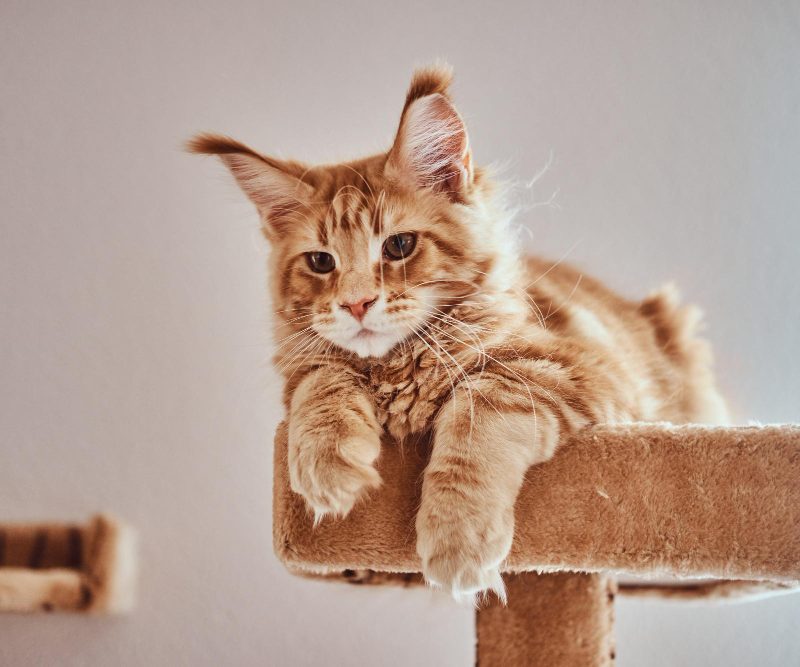 100 gražiausių katinų vardų – nuo klasikinių iki išskirtinių