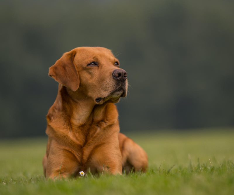 Šuniukų vardai – 50 populiariausių ir ką jie reiškia