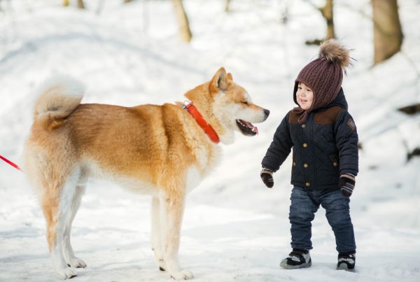 Amerikiečių akita – ištikimas ir nepriklausomas šuo