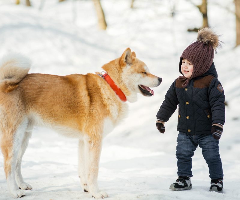 Amerikiečių akita – ištikimas ir nepriklausomas šuo
