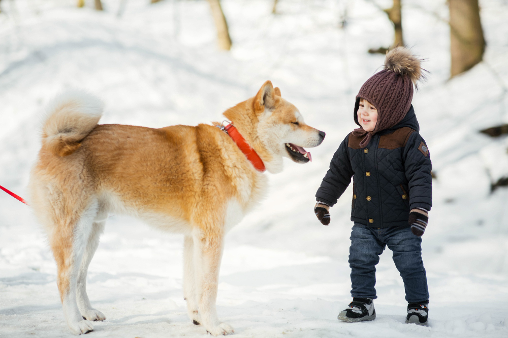 Amerikiečių akita – ištikimas ir nepriklausomas šuo
