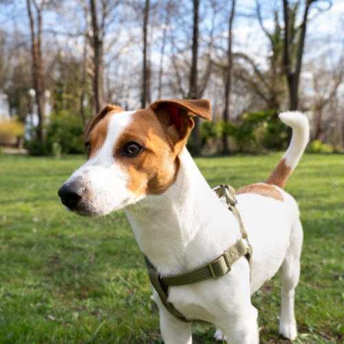 Džeko Raselo terjeras – mažas kūnas, didelė energija