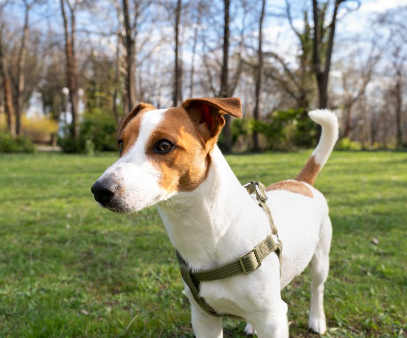 Džeko Raselo terjeras – mažas kūnas, didelė energija