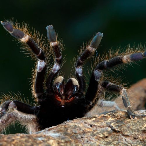 Ką reiškia sapnuoti vorus – sapnų psichologija