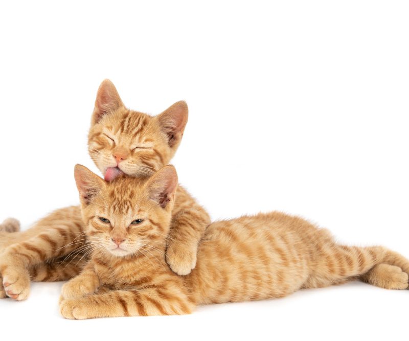 Kačių vardai: populiariausi variantai ir ką jie reiškia