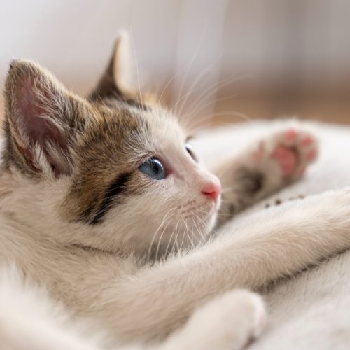 Kačiukų vardai – kaip išrinkti tinkamiausią mažajam murkliui?