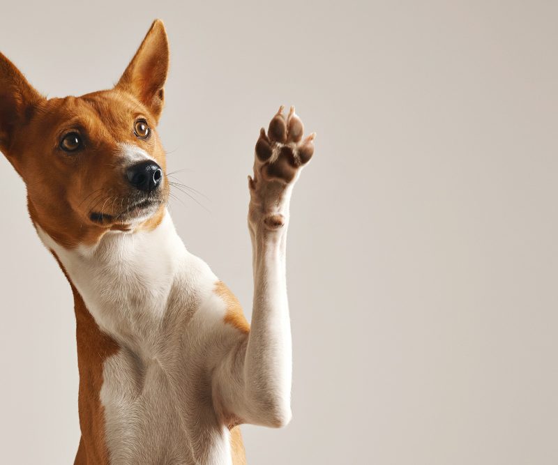 Kaip suprasti savo augintinio kūno kalbą