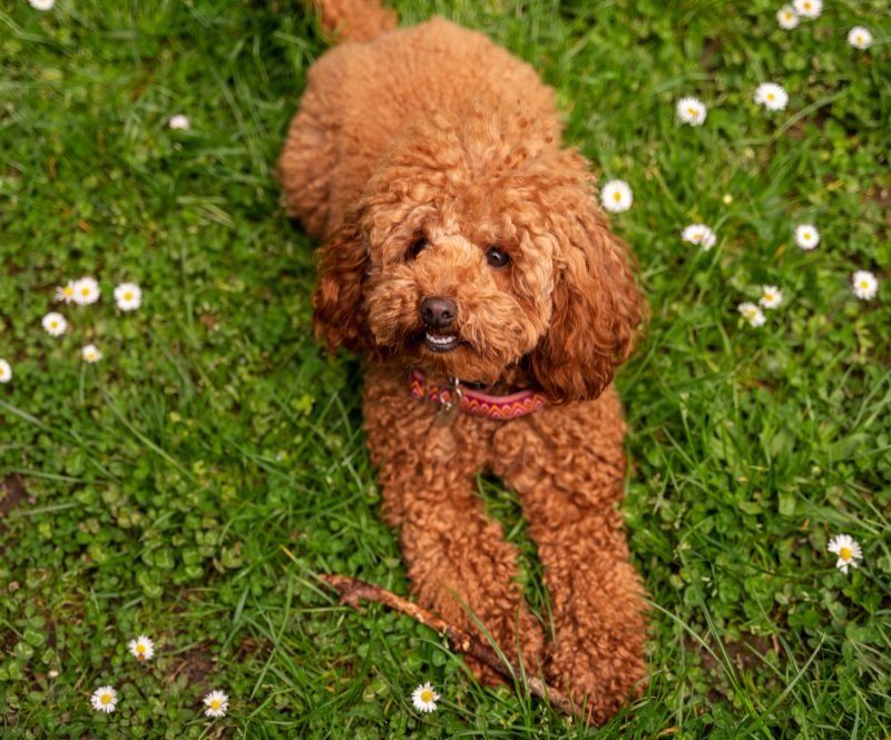 Karališkas pudelis – elegantiškas, ištikimas ir labai protingas