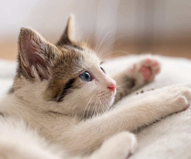 Lietuviški kačių vardai – ką rinkdavosi mūsų seneliai?
