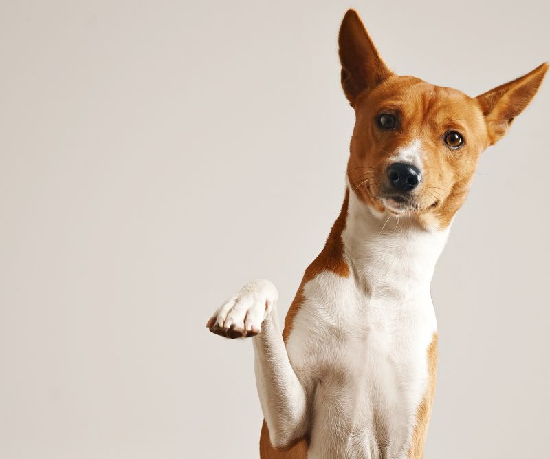 Trumpi šunų vardai – 30 stilingų ir lengvai įsimenamų variantų