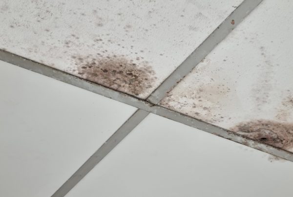 Vonios pelėsio prevencija: vėdinimas, sandarinimas, valymas