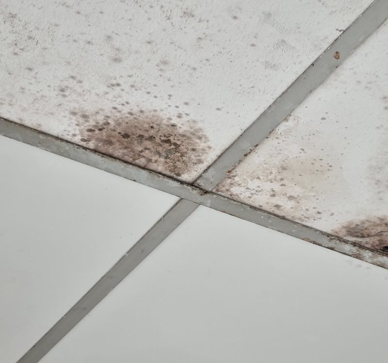 Vonios pelėsio prevencija: vėdinimas, sandarinimas, valymas