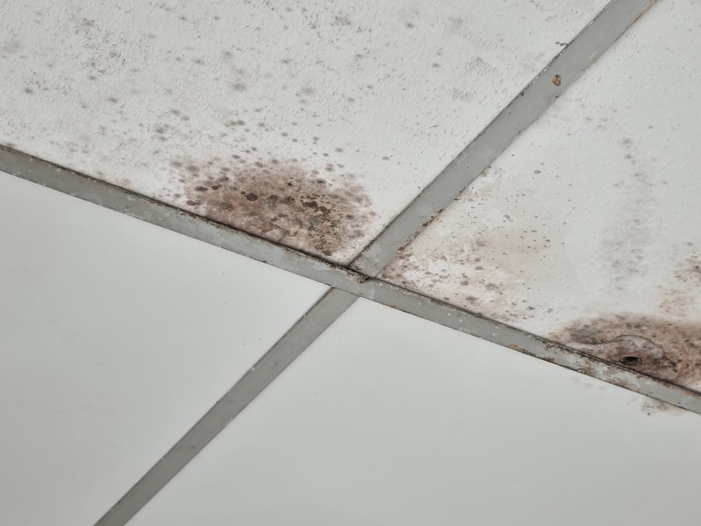 Vonios pelėsio prevencija: vėdinimas, sandarinimas, valymas