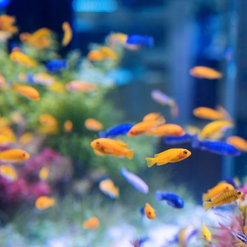 Akvariumo žuvys pradedantiesiems – kurios reikalauja mažiausiai priežiūros?