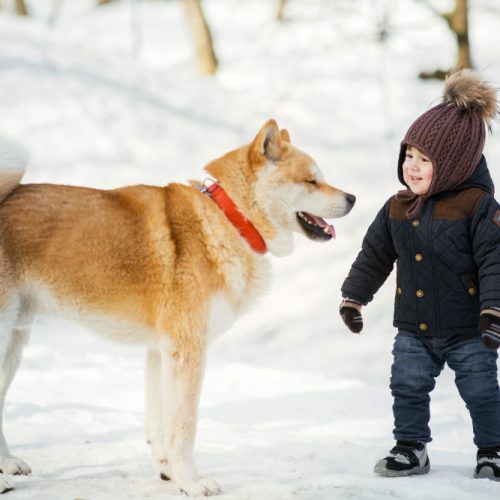 Amerikiečių akita – tvirtas, nepriklausomas ir ištikimas šuo