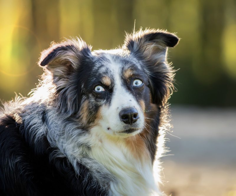 Australų aviganis – ištikimas draugas aktyviai šeimai
