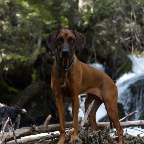 Bavarų pėdsekys – šuo, sekantis pėdsakus šimtais metų