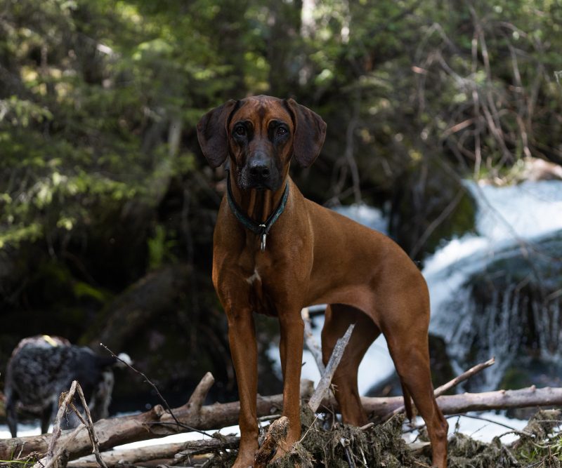 Bavarų pėdsekys – šuo, sekantis pėdsakus šimtais metų