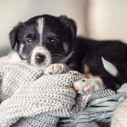 Gražiausi šuniukų vardai – išrinkite su meile