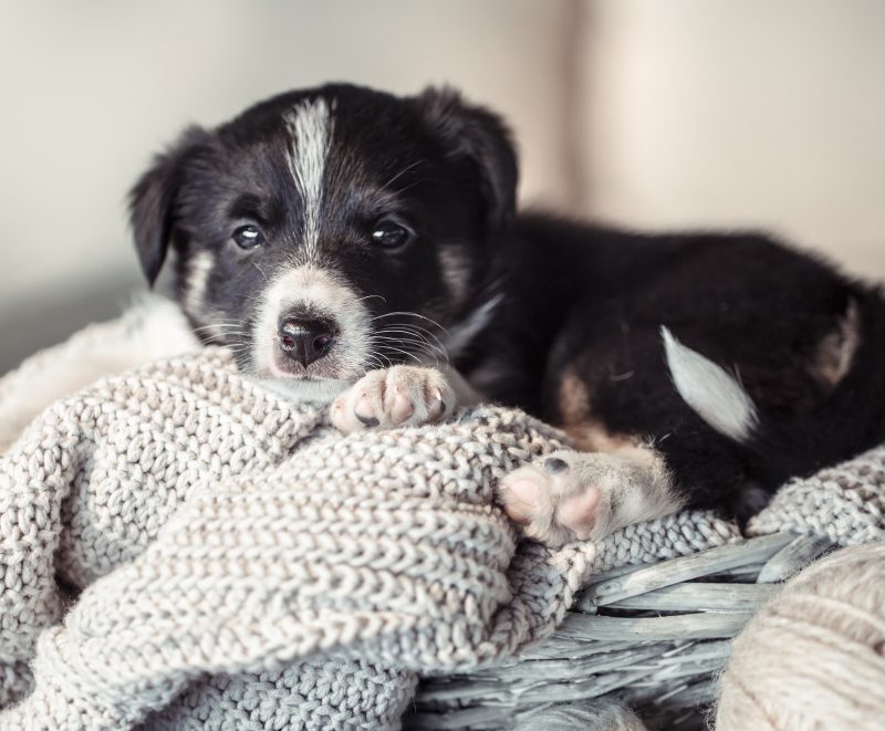 Gražiausi šuniukų vardai – išrinkite su meile