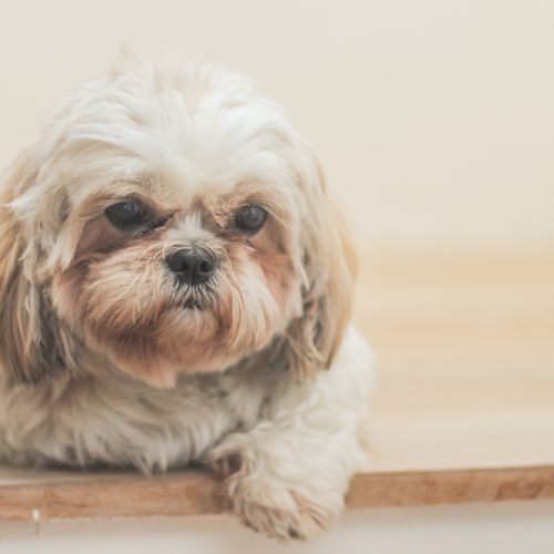 Havanos bišonas – šuo, kuris visada šalia