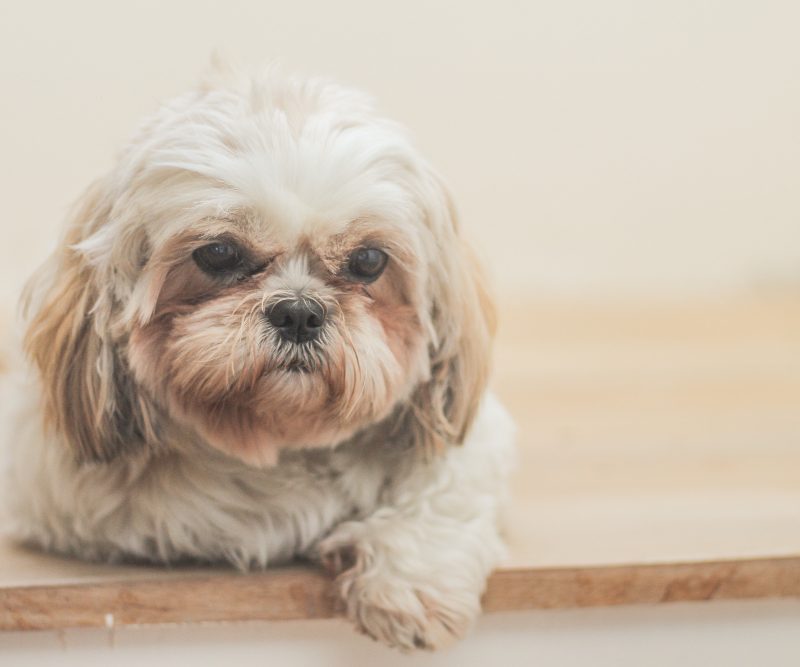 Havanos bišonas – šuo, kuris visada šalia