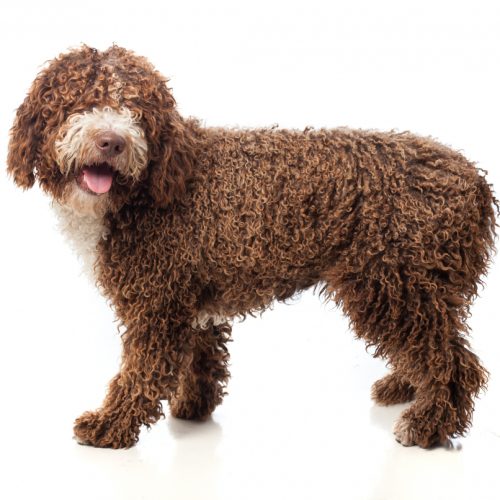 Ispanų vandens šuo – sportiškas, protingas ir energingas