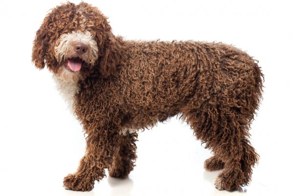 Ispanų vandens šuo – sportiškas, protingas ir energingas