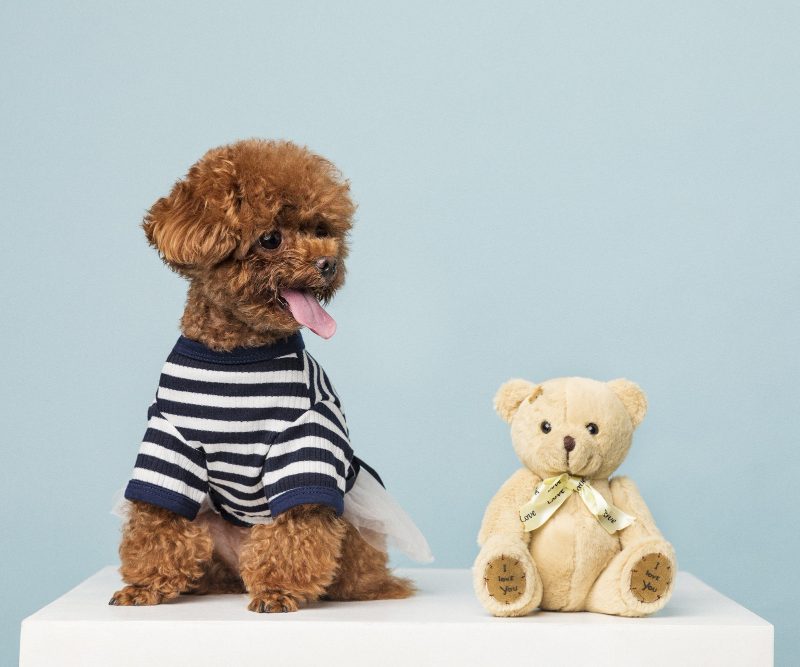 Mini pudelis – mažas dydis, bet didelė asmenybė