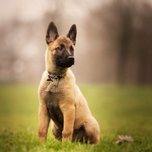 Olandų aviganis – universalus ir ištikimas šeimos narys