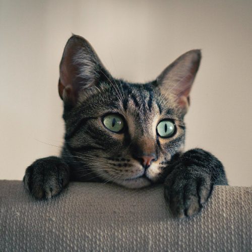 Populiariausi kačių vardai – kaip keičiasi augintinių mados?